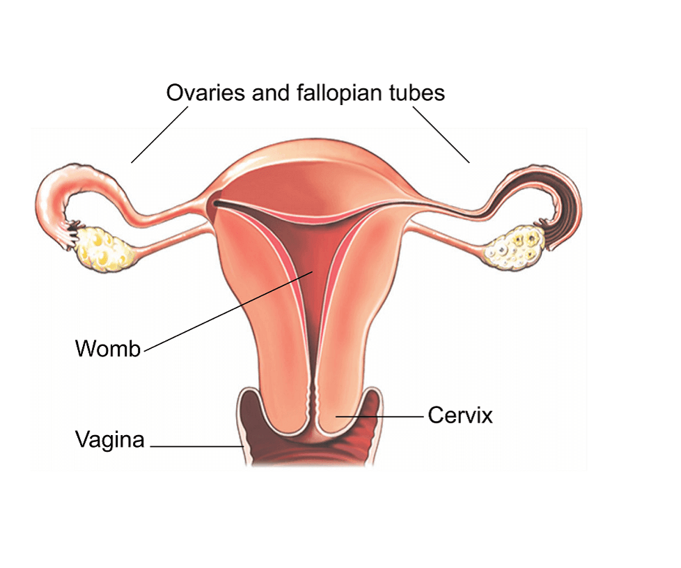 Total Laparoscopic Hysterectomy in Nashik